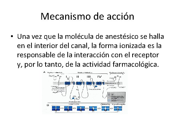 Mecanismo de acción • Una vez que la molécula de anestésico se halla en