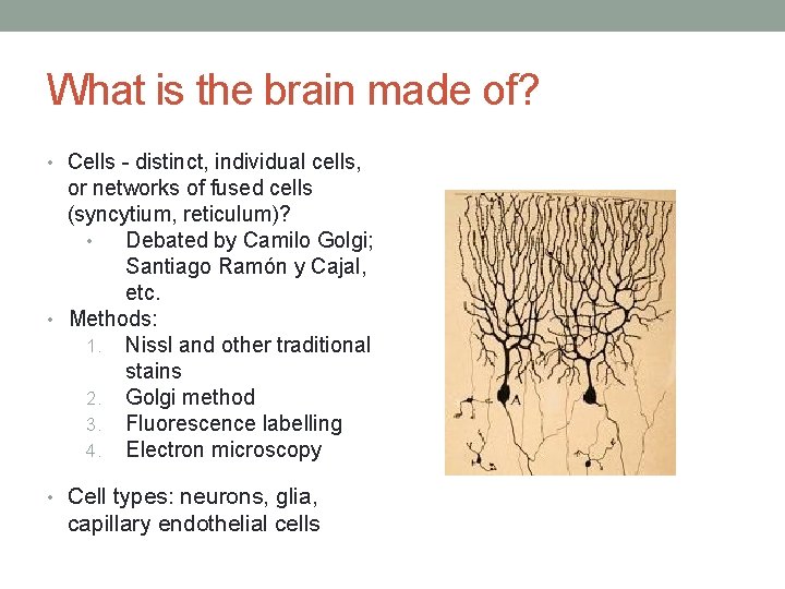 What is the brain made of? • Cells - distinct, individual cells, or networks