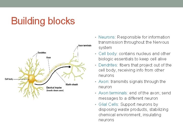 Building blocks • Neurons: Responsible for information • • • transmission throughout the Nervous