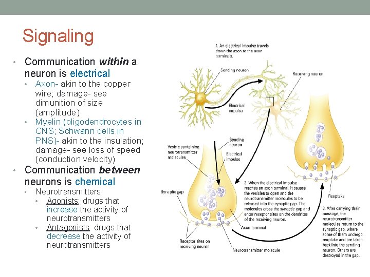 Signaling • Communication within a neuron is electrical • • Axon- akin to the