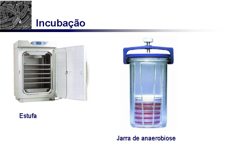 Incubação Estufa Jarra de anaerobiose 