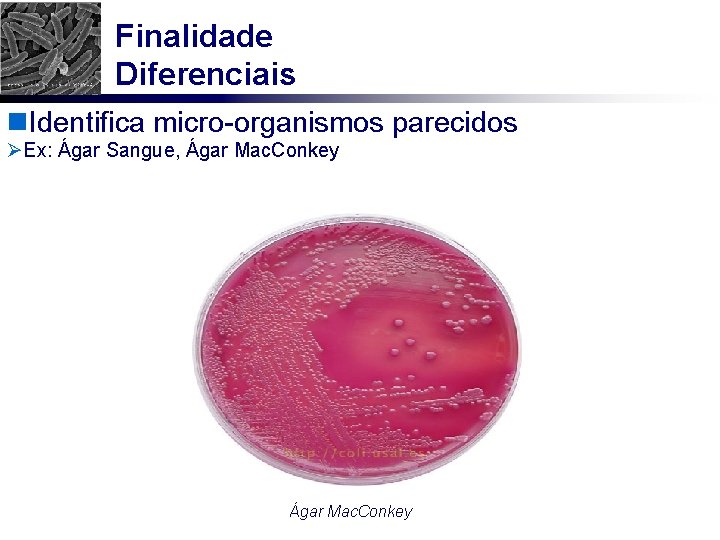 Finalidade Diferenciais n. Identifica micro-organismos parecidos ØEx: Ágar Sangue, Ágar Mac. Conkey 
