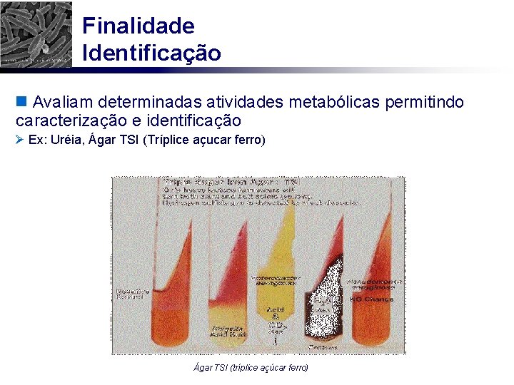 Finalidade Identificação n Avaliam determinadas atividades metabólicas permitindo caracterização e identificação Ø Ex: Uréia,