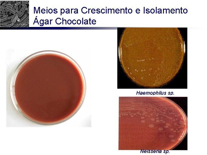 Meios para Crescimento e Isolamento Ágar Chocolate Haemophilus sp. Neisseria sp. 