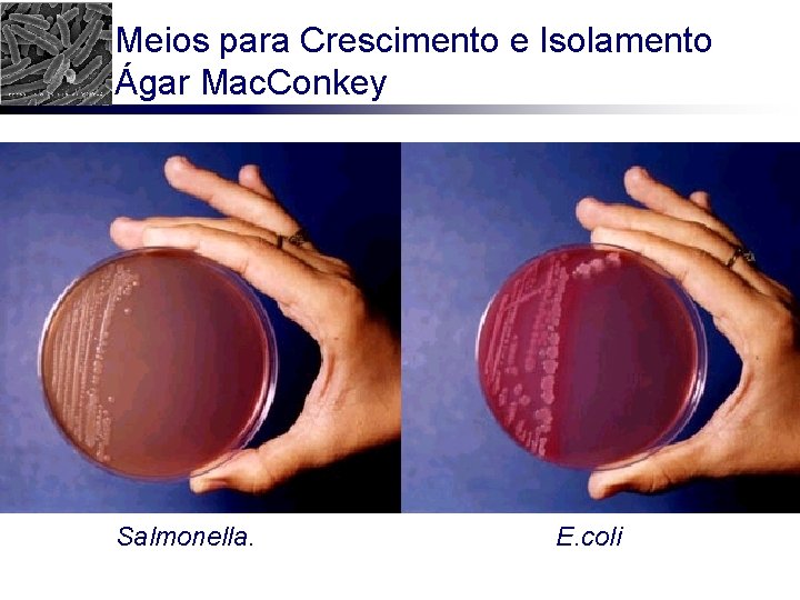 Meios para Crescimento e Isolamento Ágar Mac. Conkey Salmonella. E. coli 