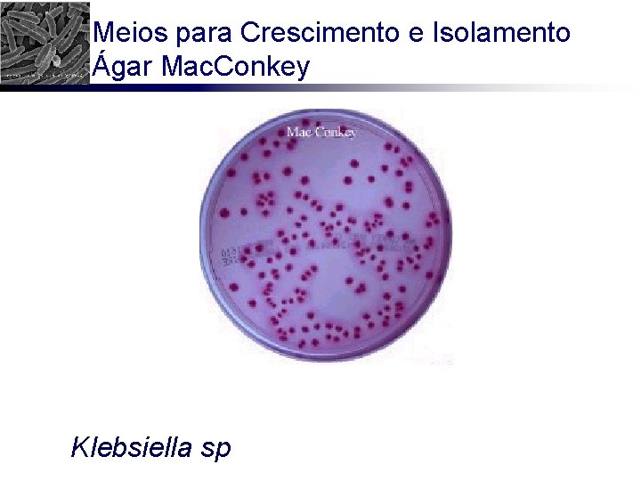 Meios para Crescimento e Isolamento Ágar Mac. Conkey Klebsiella sp 