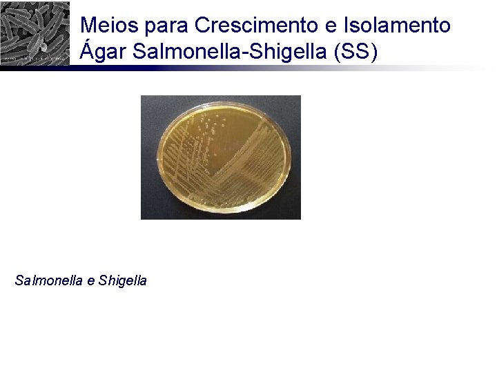 Meios para Crescimento e Isolamento Ágar Salmonella-Shigella (SS) Salmonella e Shigella 