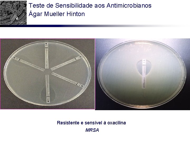 Teste de Sensibilidade aos Antimicrobianos Ágar Mueller Hinton Resistente e sensível à oxacilina MRSA