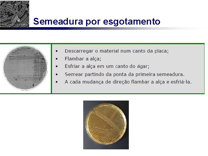 Semeadura por esgotamento 