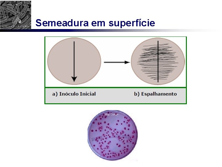 Semeadura em superfície 