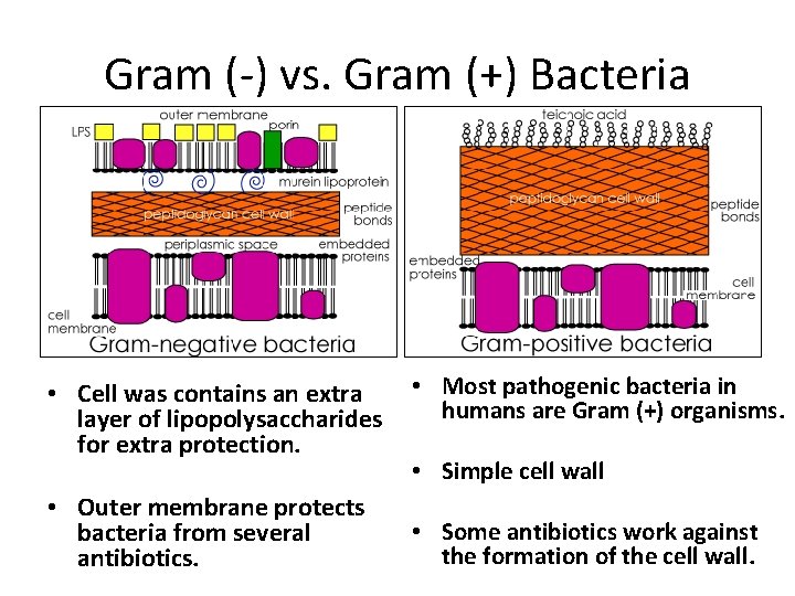 Gram (-) vs. Gram (+) Bacteria • Cell was contains an extra layer of