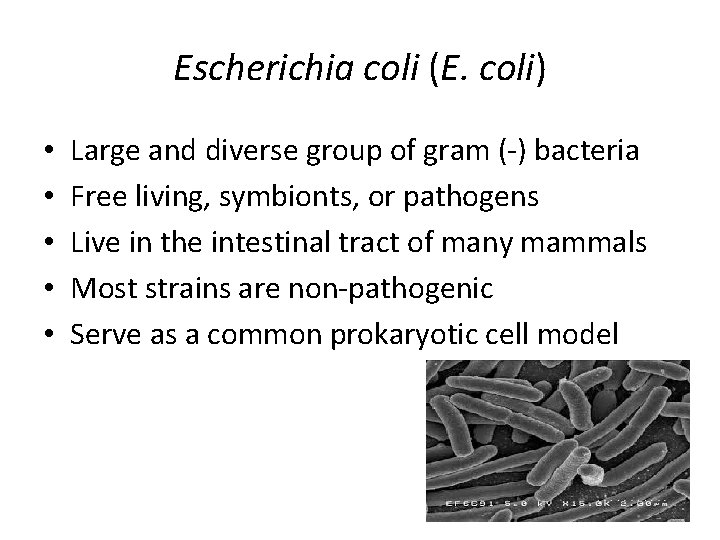 Escherichia coli (E. coli) • • • Large and diverse group of gram (-)