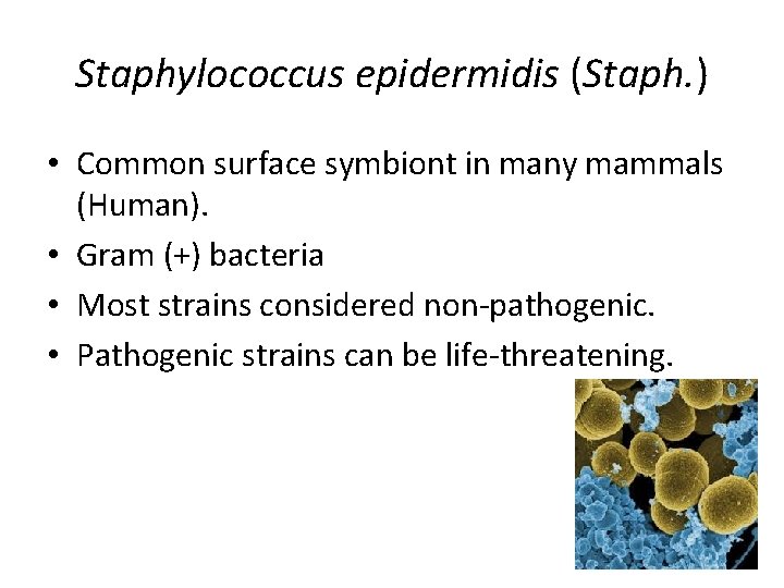 Staphylococcus epidermidis (Staph. ) • Common surface symbiont in many mammals (Human). • Gram