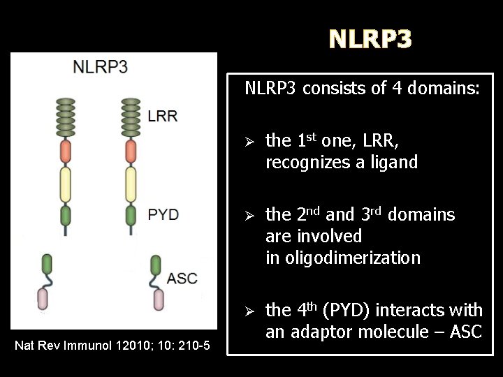 NLRP 3 consists of 4 domains: Nat Rev Immunol 12010; 10: 210 -5 Ø