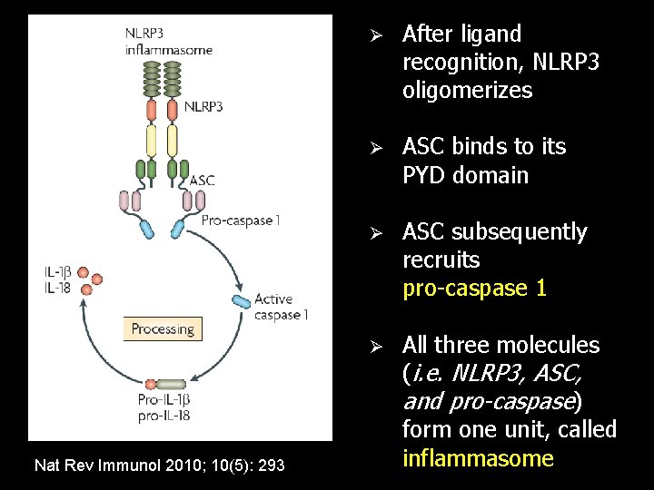 Nat Rev Immunol 2010; 10(5): 293 Ø After ligand recognition, NLRP 3 oligomerizes Ø