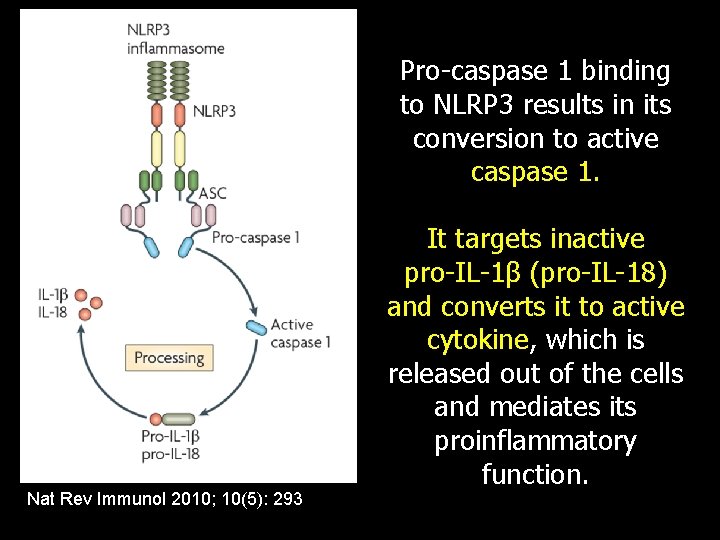 Pro-caspase 1 binding to NLRP 3 results in its conversion to active caspase 1.