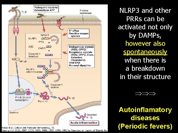 NLRP 3 and other PRRs can be activated not only by DAMPs, however also