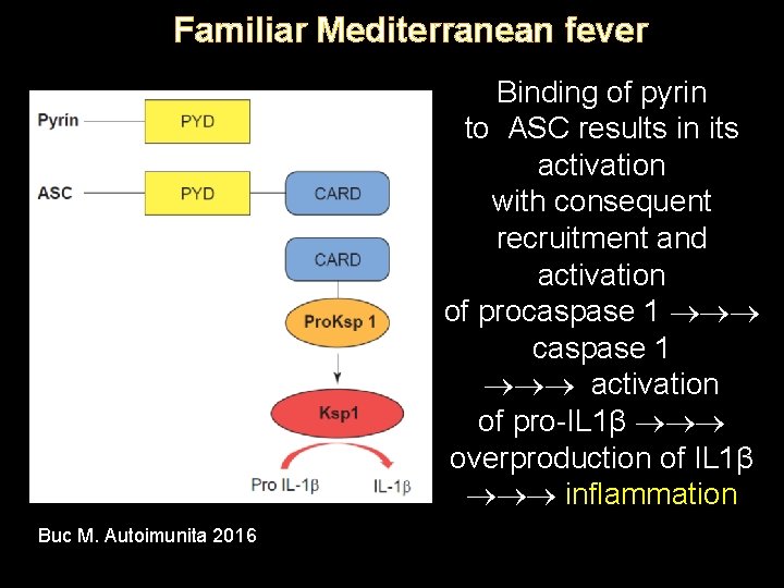 Familiar Mediterranean fever Binding of pyrin to ASC results in its activation with consequent