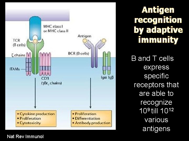 Antigen recognition by adaptive immunity B and T cells express specific receptors that are