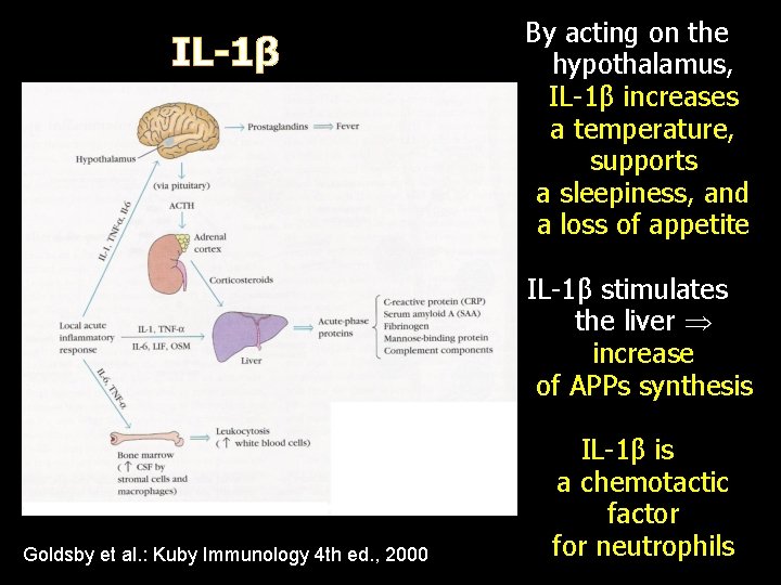 IL-1β By acting on the hypothalamus, IL-1β increases a temperature, supports a sleepiness, and