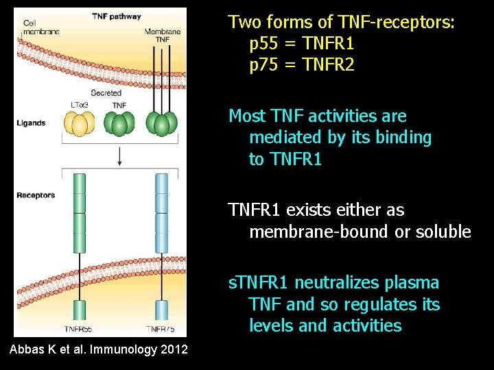 Two forms of TNF-receptors: p 55 = TNFR 1 p 75 = TNFR 2