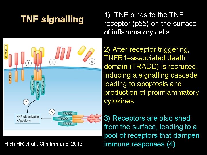 TNF signalling 1) TNF binds to the TNF receptor (p 55) on the surface