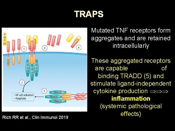 TRAPS Mutated TNF receptors form aggregates and are retained intracellularly Rich RR et al.