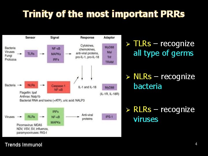 Trinity of the most important PRRs Trends Immunol Ø TLRs – recognize all type