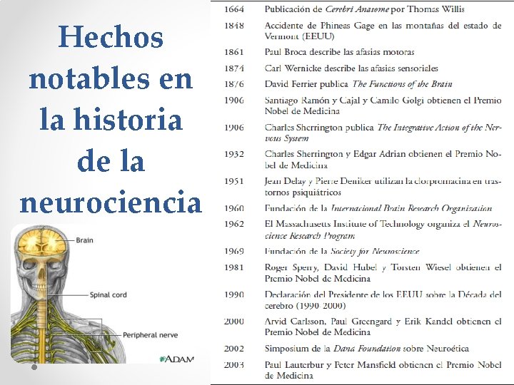 Hechos notables en la historia de la neurociencia 