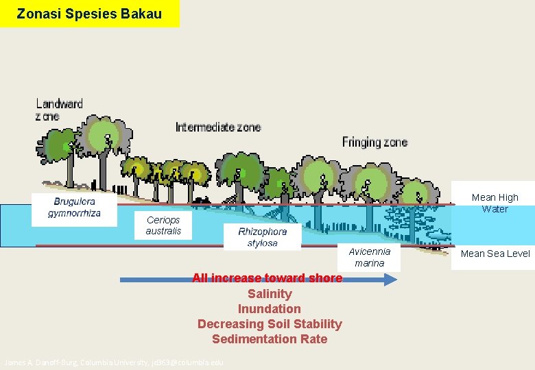 Zonasi Spesies Bakau Mean High Water Ceriops australis Avicennia marina All increase toward shore