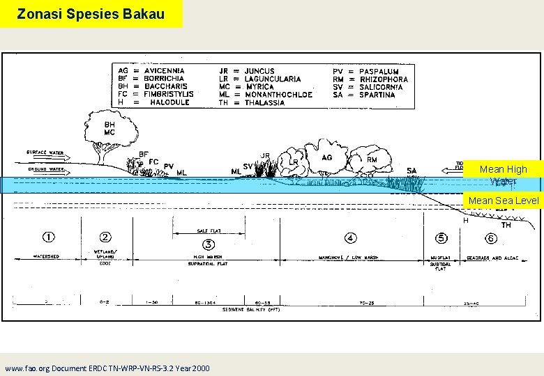 Zonasi Spesies Bakau Mean High Water Mean Sea Level www. fao. org Document ERDC