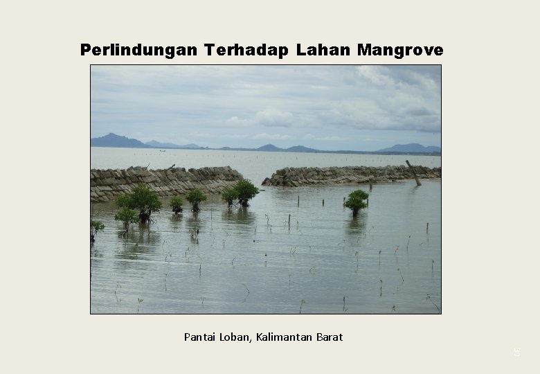 Perlindungan Terhadap Lahan Mangrove Pantai Loban, Kalimantan Barat 30 