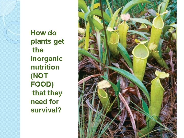 How do plants get the inorganic nutrition (NOT FOOD) that they need for survival?