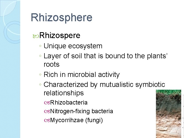 Rhizosphere Rhizospere ◦ Unique ecosystem ◦ Layer of soil that is bound to the