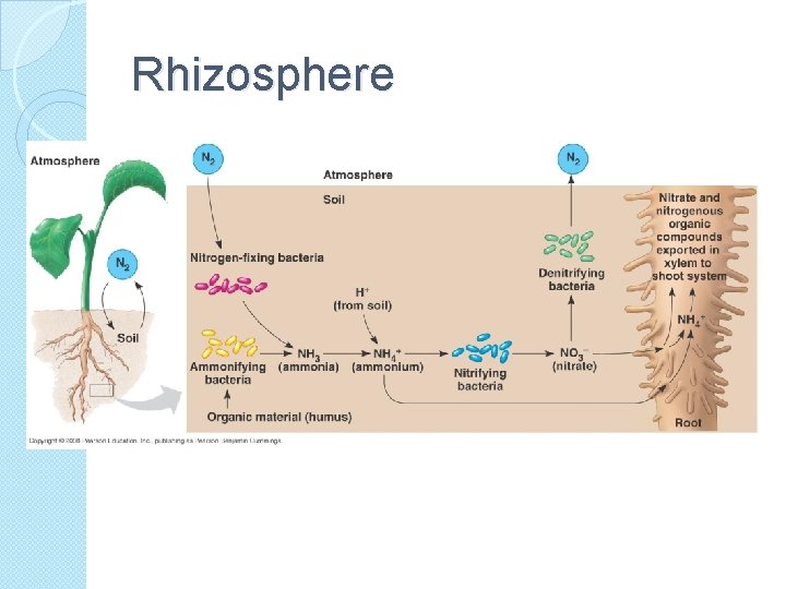 Rhizosphere 