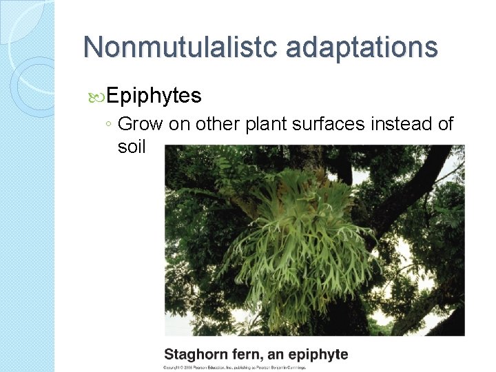 Nonmutulalistc adaptations Epiphytes ◦ Grow on other plant surfaces instead of soil 