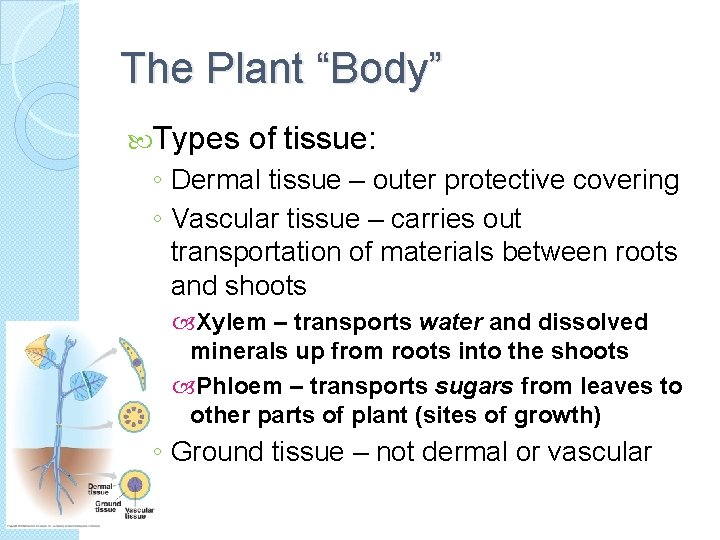 The Plant “Body” Types of tissue: ◦ Dermal tissue – outer protective covering ◦