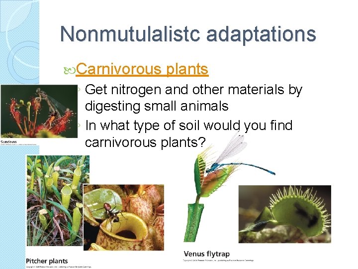 Nonmutulalistc adaptations Carnivorous plants ◦ Get nitrogen and other materials by digesting small animals