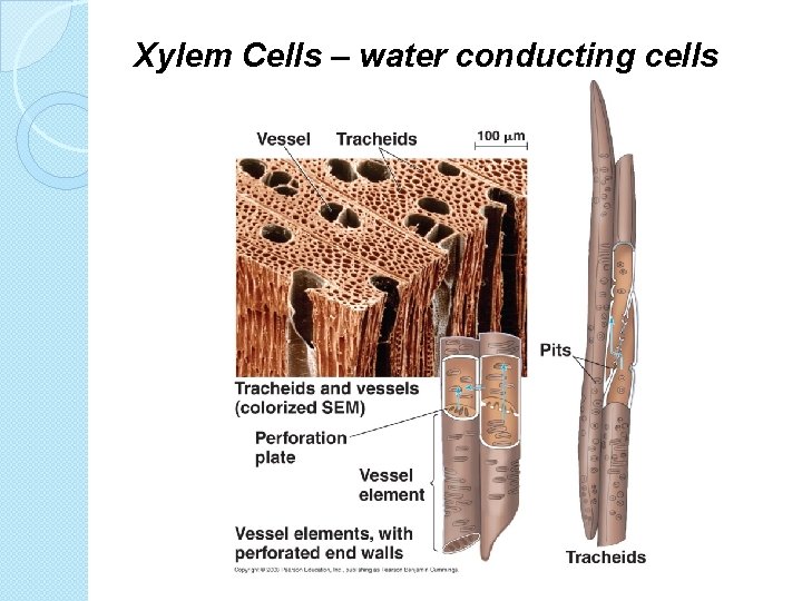 Xylem Cells – water conducting cells 