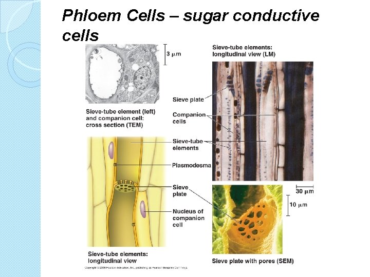 Phloem Cells – sugar conductive cells 