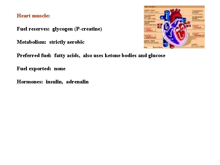 Heart muscle: Fuel reserves: glycogen (P-creatine) Metabolism: strictly aerobic Preferred fuel: fatty acids, also