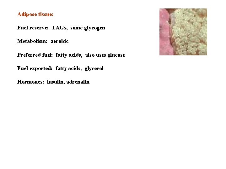 Adipose tissue: Fuel reserve: TAGs, some glycogen Metabolism: aerobic Preferred fuel: fatty acids, also