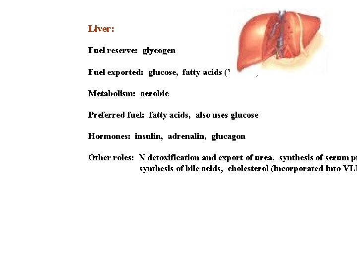 Liver: Fuel reserve: glycogen Fuel exported: glucose, fatty acids (VLDLs) Metabolism: aerobic Preferred fuel: