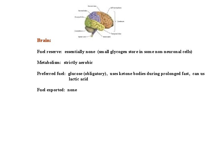 Brain: Fuel reserve: essentially none (small glycogen store in some non-neuronal cells) Metabolism: strictly