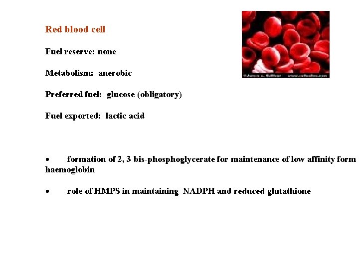 Red blood cell Fuel reserve: none Metabolism: anerobic Preferred fuel: glucose (obligatory) Fuel exported: