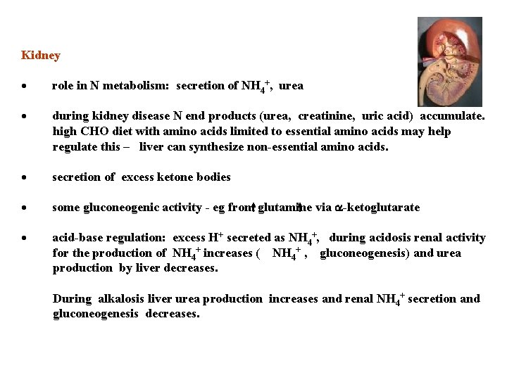 Kidney · role in N metabolism: secretion of NH 4+, urea · during kidney