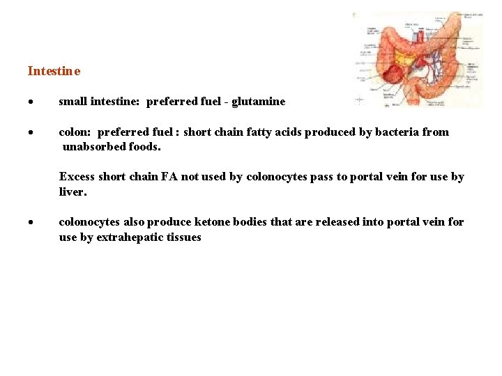 Intestine · small intestine: preferred fuel - glutamine · colon: preferred fuel : short