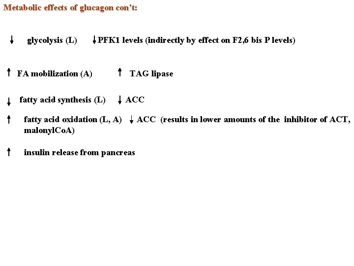 Metabolic effects of glucagon con’t: glycolysis (L) FA mobilization (A) PFK 1 levels (indirectly