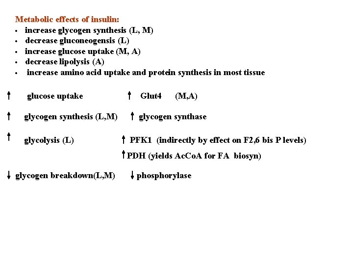 Metabolic effects of insulin: · increase glycogen synthesis (L, M) · decrease gluconeogensis (L)