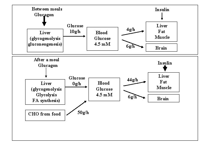 Between meals Glucagon Liver (glycogenolysis gluconeogenesis) Insulin Glucose 10 g/h Blood Glucose 4. 5